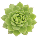 Sempervivum tectorum f/ Soldeu in a clay pot on a white background, green succulents, indoor succulents, succulent care guide, buy succulents online