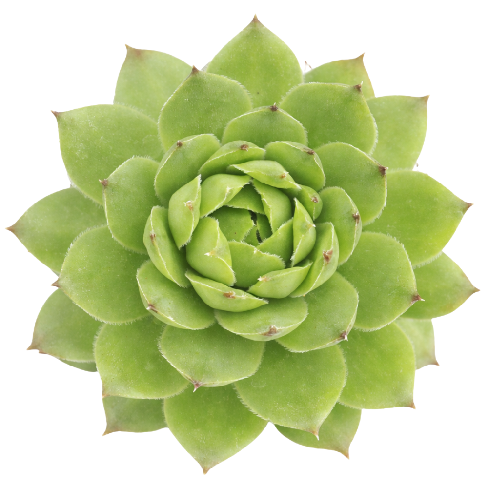 Sempervivum tectorum f/ Soldeu