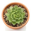 Sempervivum tectorum f/ Soldeu in a clay pot on a white background, green succulents, indoor succulents, succulent care guide, buy succulents online