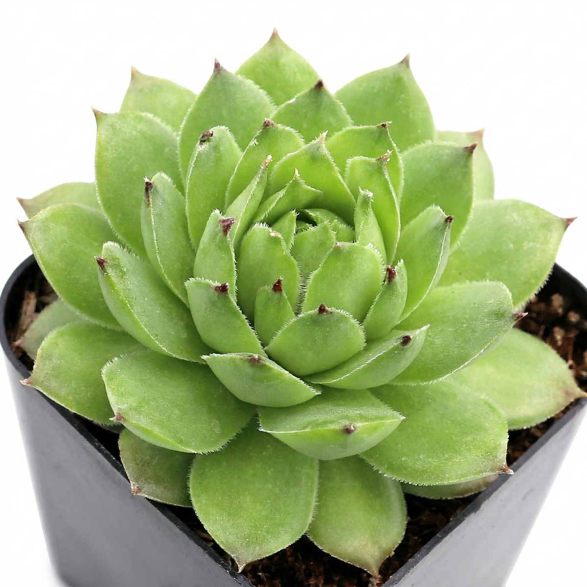 Sempervivum tectorum f/ Soldeu in a plastic pot on a white background, green succulents, indoor succulents, succulent care guide, buy succulents online