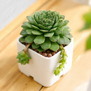 2 inch sempervivum tectorum andorra live air plant for sale, crimson-edged geometric rosette with thick textured fleshy leaves and elegant star pattern, alpine origin succulent with exceptional drought and cold tolerance levels, scorches readily in south windows needing protection from afternoon heat rays, sensitive to heated air requiring placement away from furnace vents and ducts, beautiful living sculpture accent for shelving and table displays, exceptional gift for plant enthusiasts and alpine growers