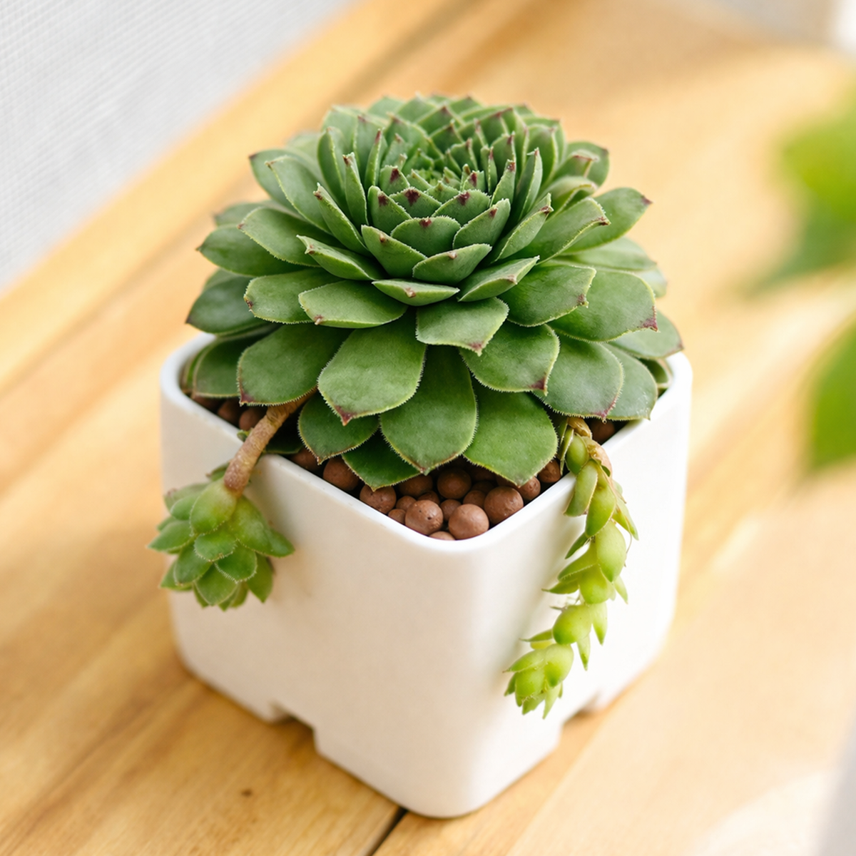 buy sempervivum tectorum andorra live air plant 2 inch online, deep burgundy rosette with silvery-green leaf bases, tight compact growth form with fleshy textured leaves, scorches in south windows requiring filtered light placement, sensitive to direct ac and heater air currents, perfect bright shelf accent for cool spaces, unique hardy succulent gift idea