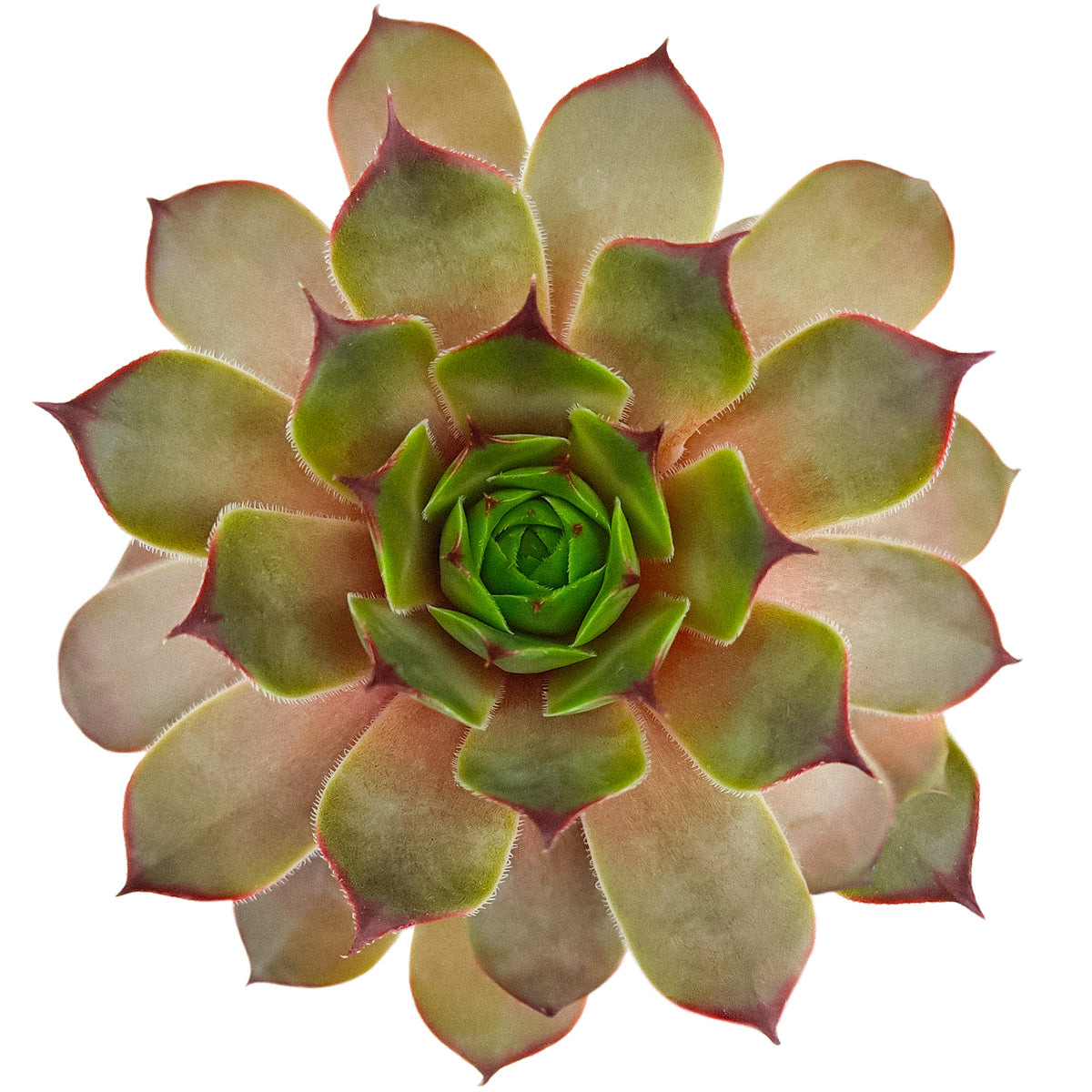 2 inch sempervivum tectorum triste live succulent plant for sale, sempervivum triste for drought resistant landscaping, sempervivum triste textured rosette succulent