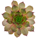 2 inch sempervivum tectorum triste live succulent plant for sale, unique sempervivum triste textured rosette succulent, hardy succulent for cold climate outdoor gardens