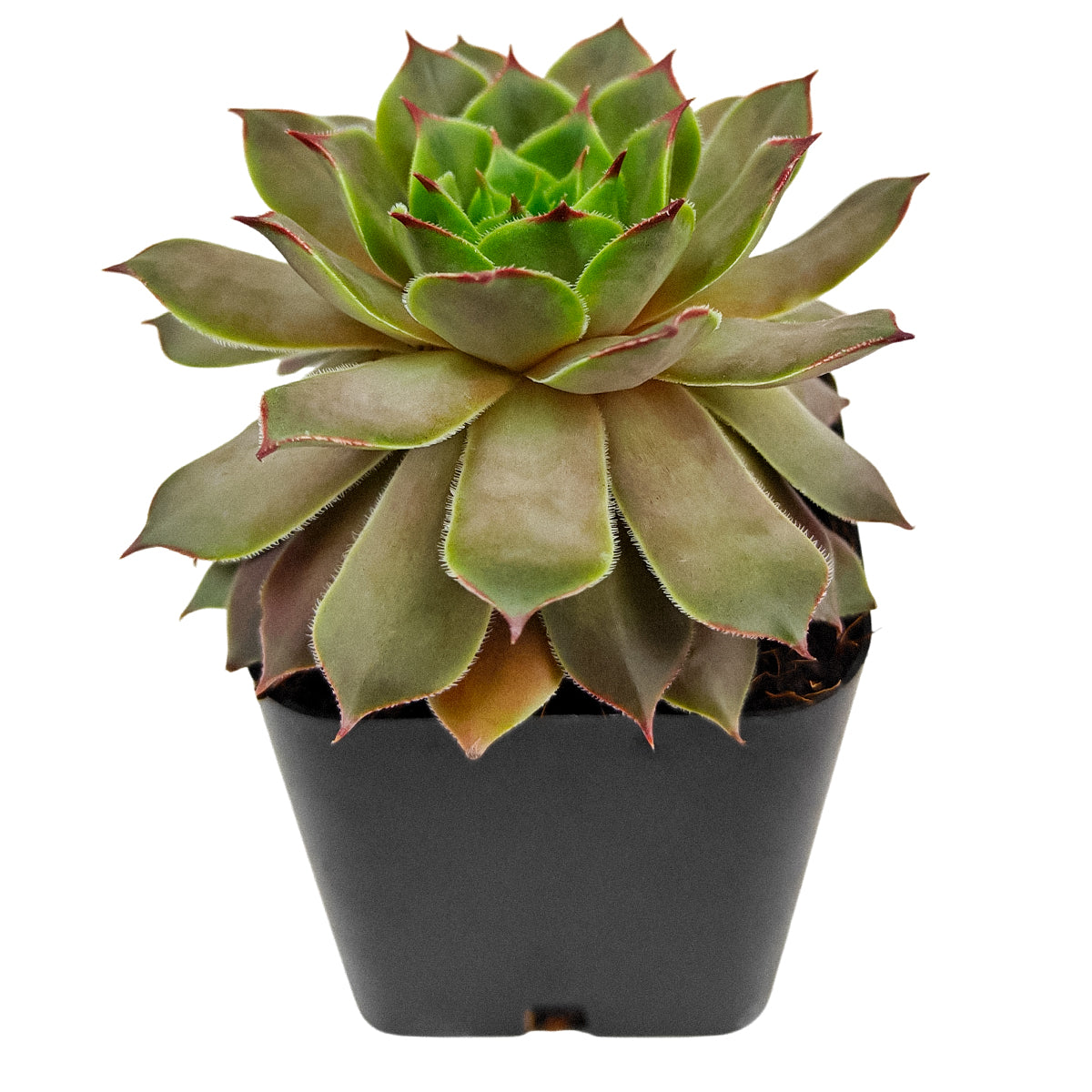 buy 2 inch sempervivum triste hens and chicks online, outdoor succulent for container and patio planters, plant lover gift sempervivum tectorum triste