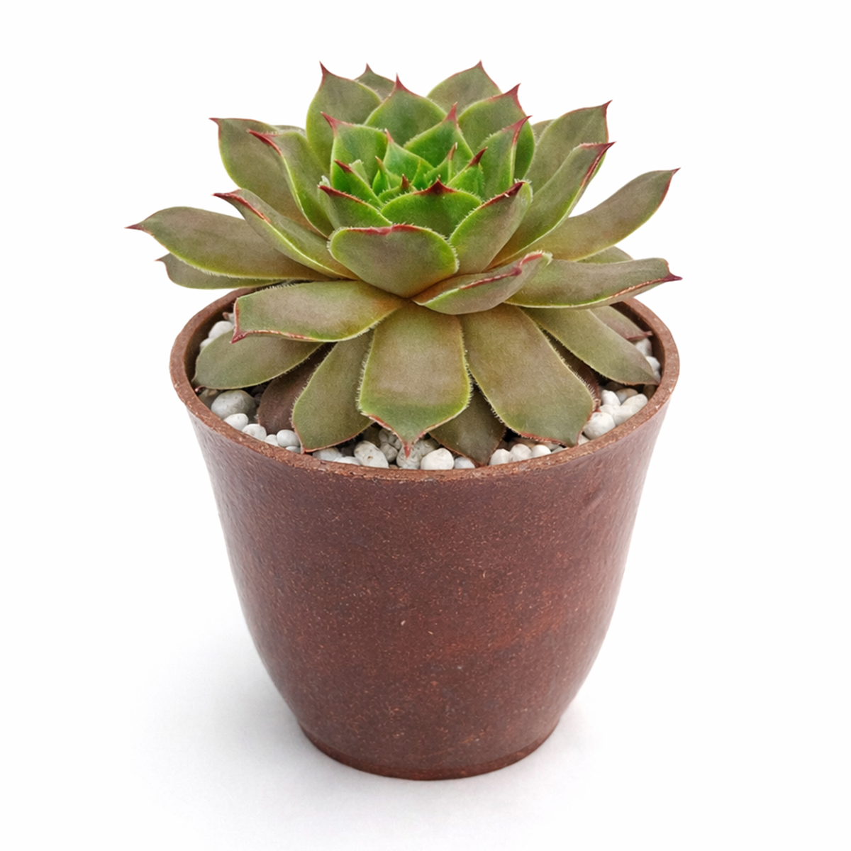 2 inch sempervivum tectorum triste live succulent plant for sale, unique sempervivum triste textured rosette succulent, hardy succulent for cold climate outdoor gardens
