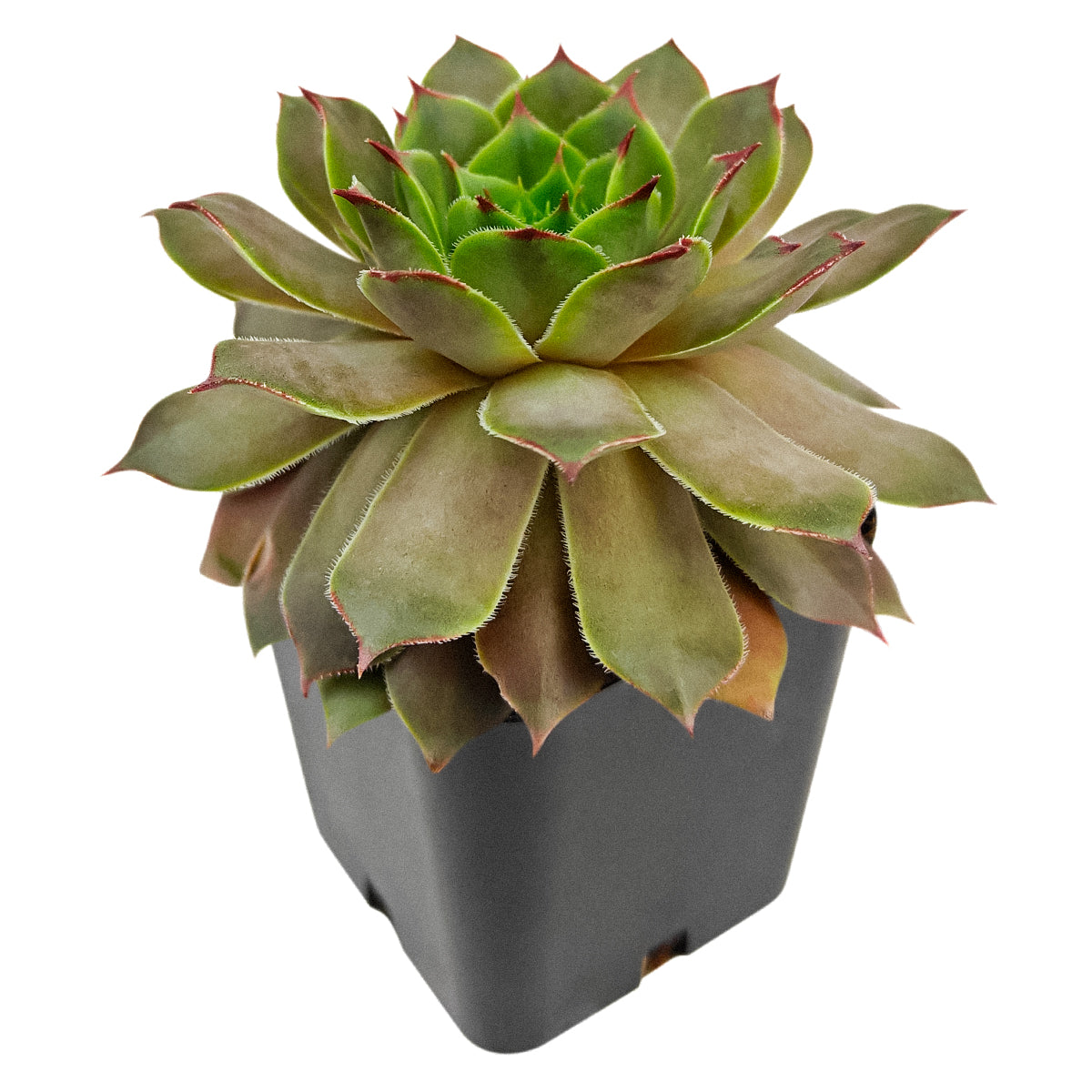 2 inch sempervivum tectorum triste live succulent plant for sale, hardy outdoor succulent gift hens and chicks, low maintenance sempervivum for sunny gardens