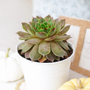 2 inch sempervivum tectorum triste live succulent plant for sale, unique sempervivum triste textured rosette succulent, hardy succulent for cold climate outdoor gardens