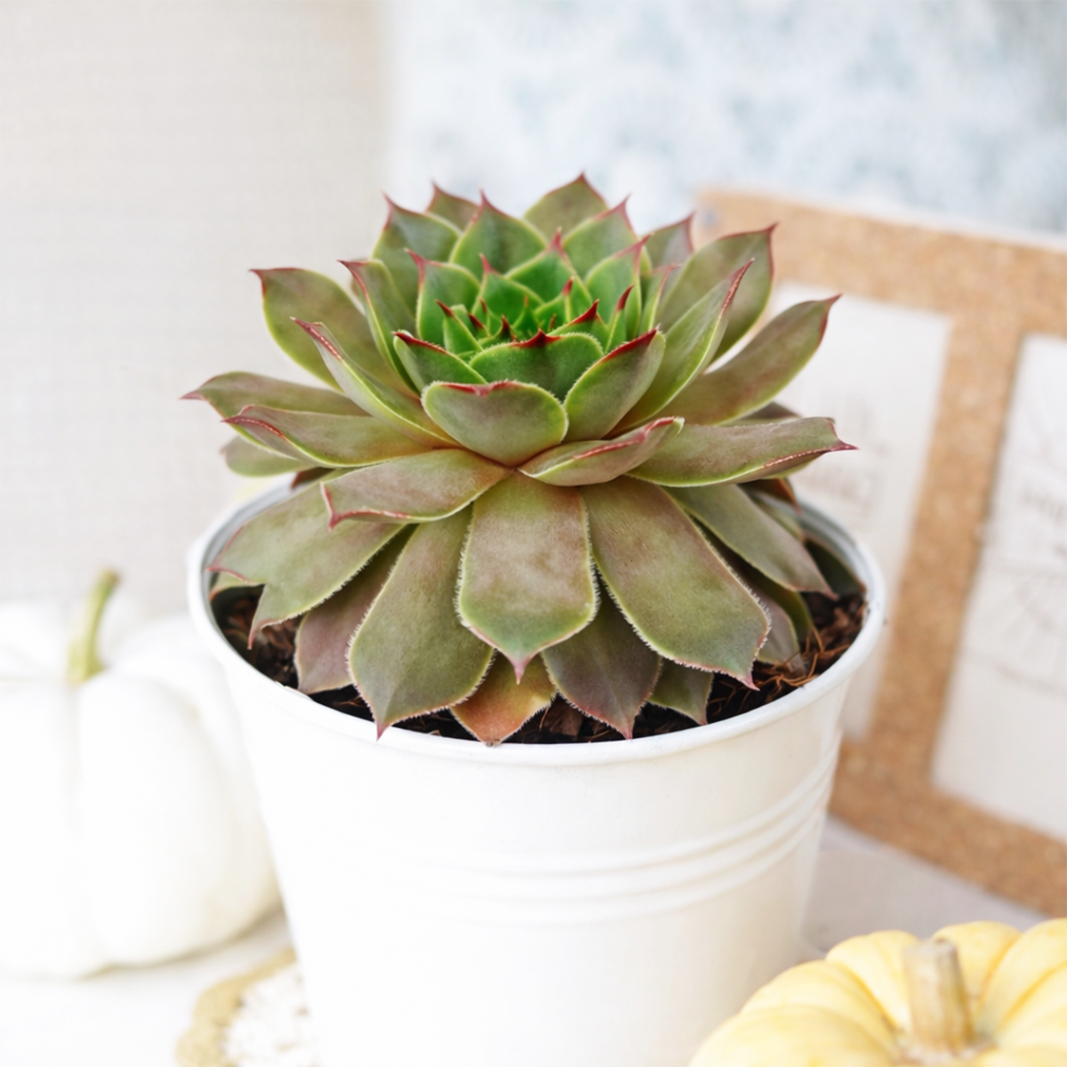 2 inch sempervivum tectorum triste live succulent plant for sale, sempervivum tectorum triste cold hardy succulent plant, ornamental hens and chicks triste succulent