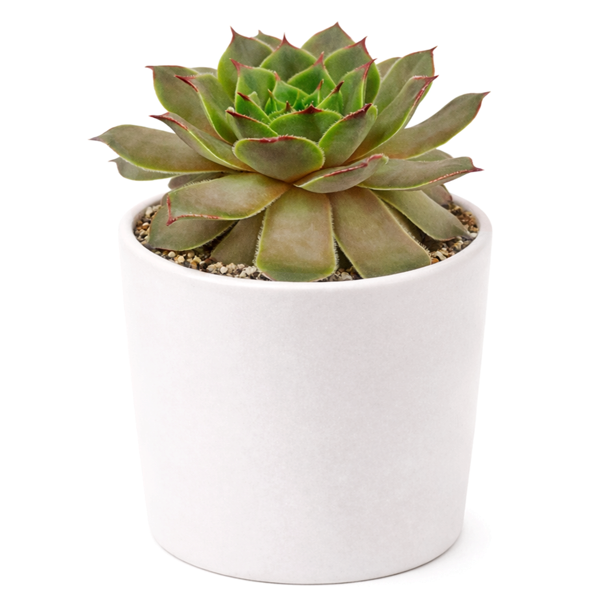 buy 2 inch sempervivum triste hens and chicks online, sempervivum triste outdoor succulent collectors item, unique sempervivum tectorum triste hardy succulent