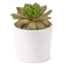 2 inch sempervivum tectorum triste live succulent plant for sale, unique sempervivum triste textured rosette succulent, hardy succulent for cold climate outdoor gardens