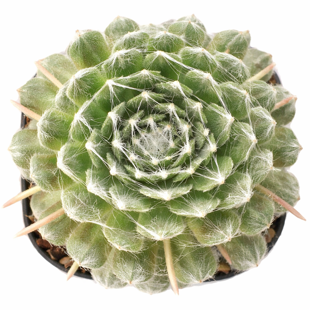 2 inch Sempervivum arachnoideum 'Cebenese', green succulents, indoor succulents, succulent care guide, buy succulents online