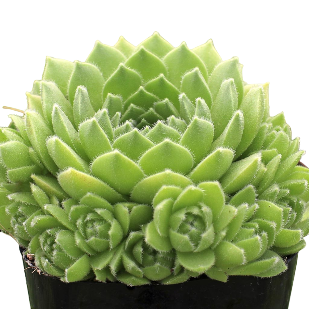 2 inch Sempervivum atlanticum, green succulents, indoor outdoor succulents, succulent care guide, buy succulents online
