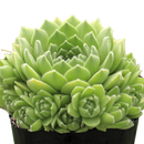 2 inch Sempervivum atlanticum, green succulents, indoor outdoor succulents, succulent care guide, buy succulents online
