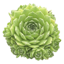 2 inch Sempervivum atlanticum, green succulents, indoor outdoor succulents, succulent care guide, buy succulents online