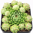 Sempervivum globiferum ssp. hirtum 'Borealis' in California, How to grow Sempervivum globiferum ssp. hirtum 'Borealis', rare succulents, rare succulents for sale, unique succulents