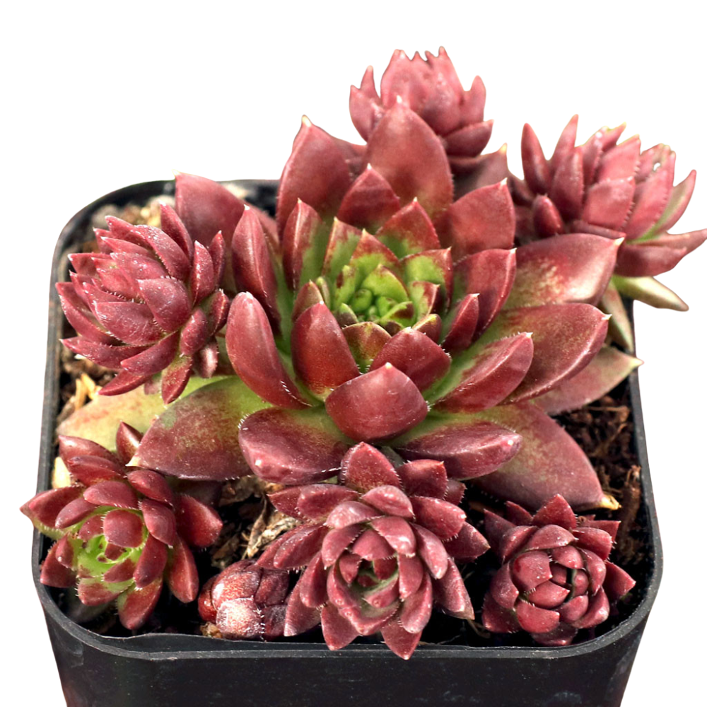 Close-up of 2inch Sempervivum globiferum ssp. hirtum 'Emerald Spring', green succulents, indoor succulents, succulent care guide, buy succulents online