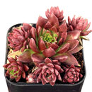 Close-up of 2inch Sempervivum globiferum ssp. hirtum 'Emerald Spring', green succulents, indoor succulents, succulent care guide, buy succulents online