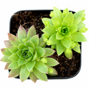 Close-up of 2inch Sempervivum globiferum ssp. hirtum 'Emerald Spring', green succulents, indoor succulents, succulent care guide, buy succulents online