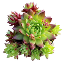Close-up of 2inch Sempervivum globiferum ssp. hirtum 'Emerald Spring', green succulents, indoor succulents, succulent care guide, buy succulents online