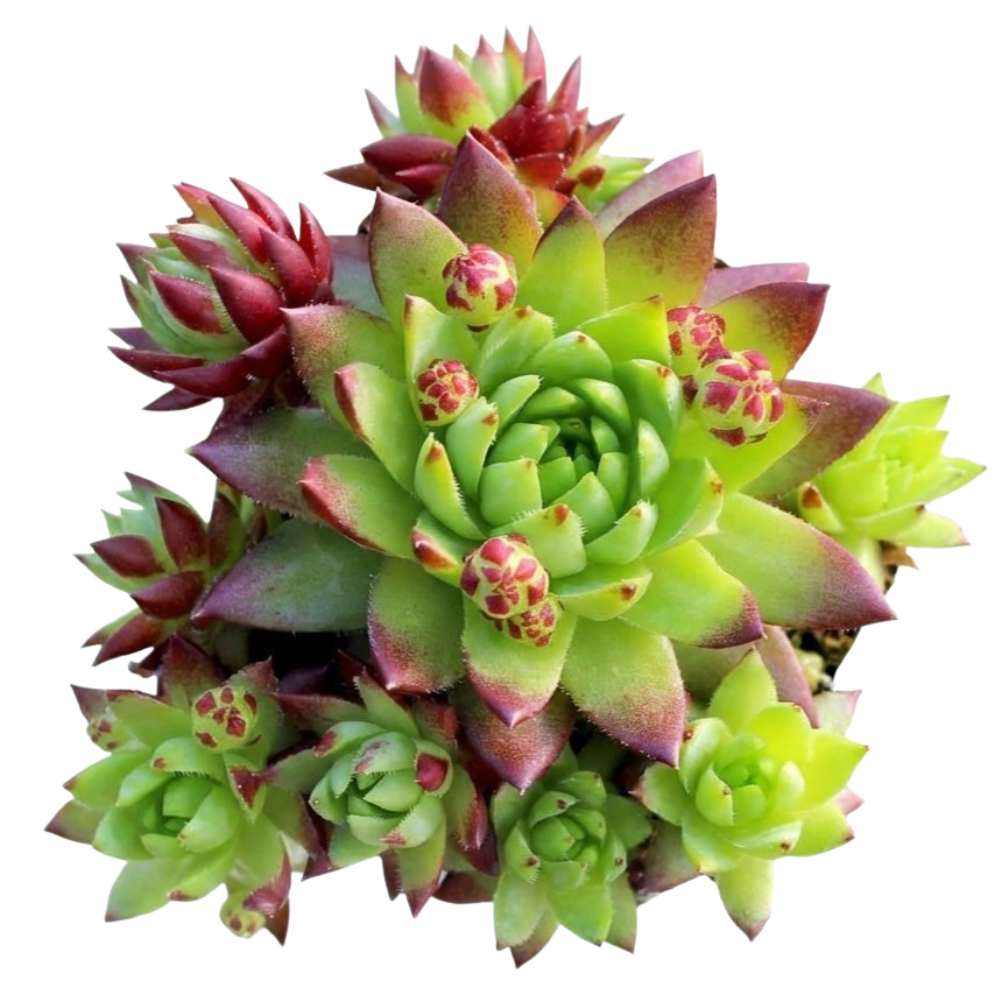 emerald spring succulent Sempervivum globiferum ssp. hirtum 'Emerald Spring'