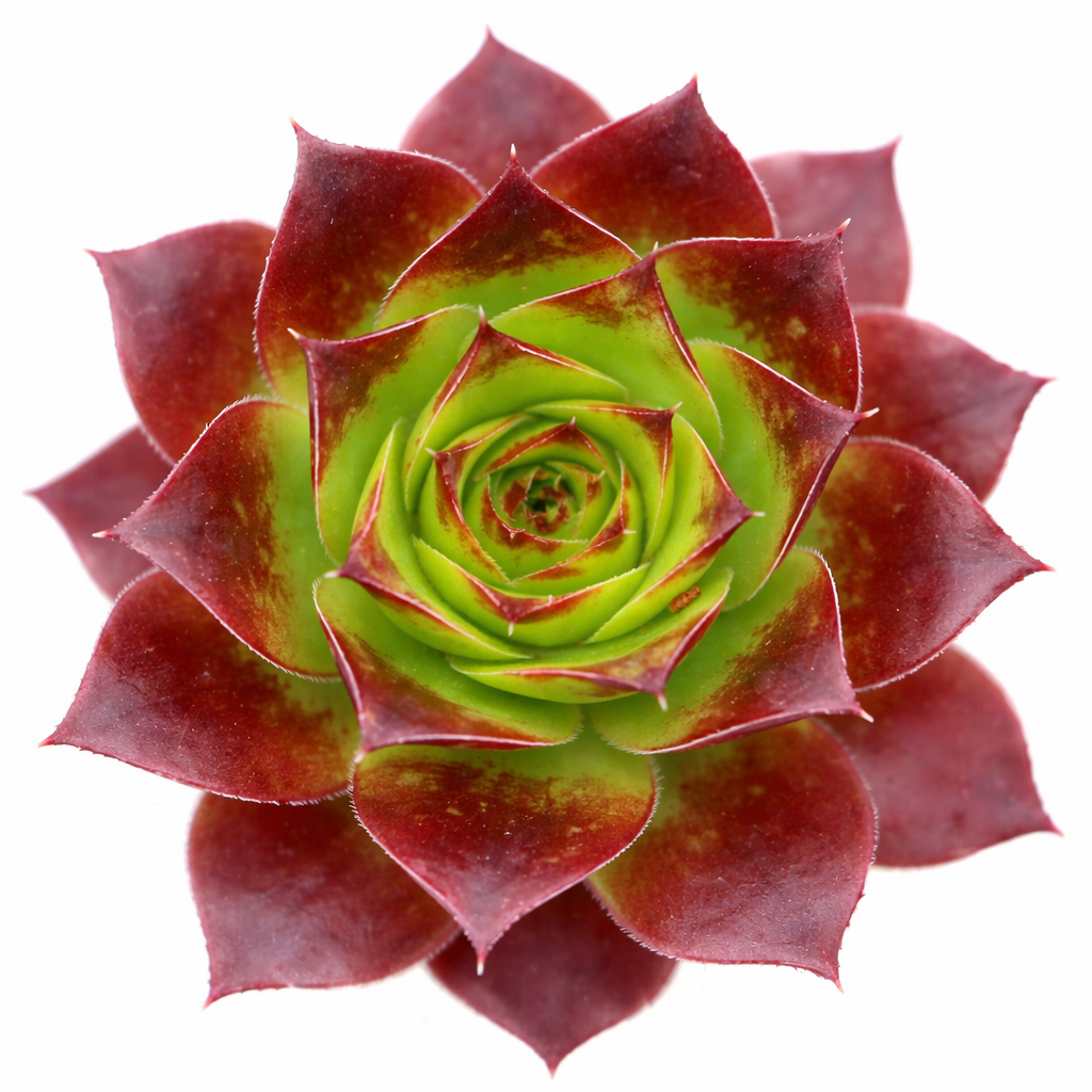 2 inch Sempervivum heuffelii 'Bros', red succulents, indoor succulents, succulent care guide, buy succulents online