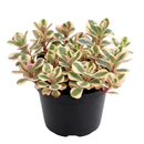 buy 2 inch / 4 inch sedum spurium fools gold online ground cover plant, hardy sedum spurium for cold climate gardens, low maintenance sedum for sunny garden beds