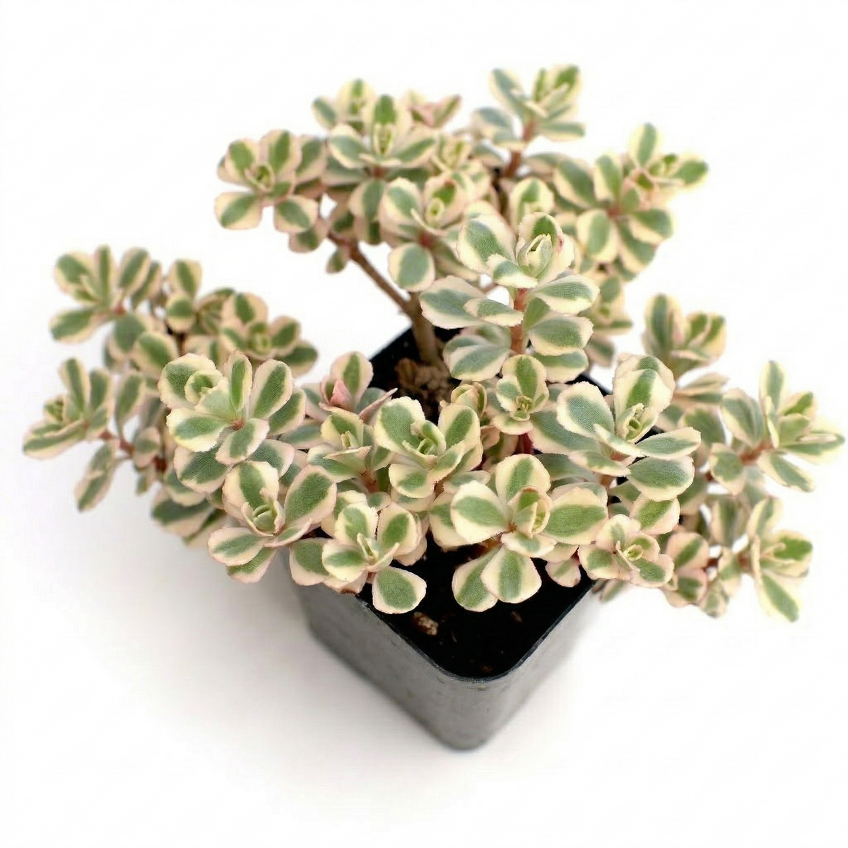 gold succulent plant Sedum spurium 'Fool's Gold' - Easy Care Succulent