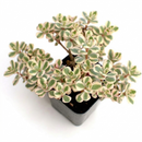 buy 2 inch / 4 inch sedum spurium fools gold online ground cover plant, hardy sedum spurium for cold climate gardens, low maintenance sedum for sunny garden beds