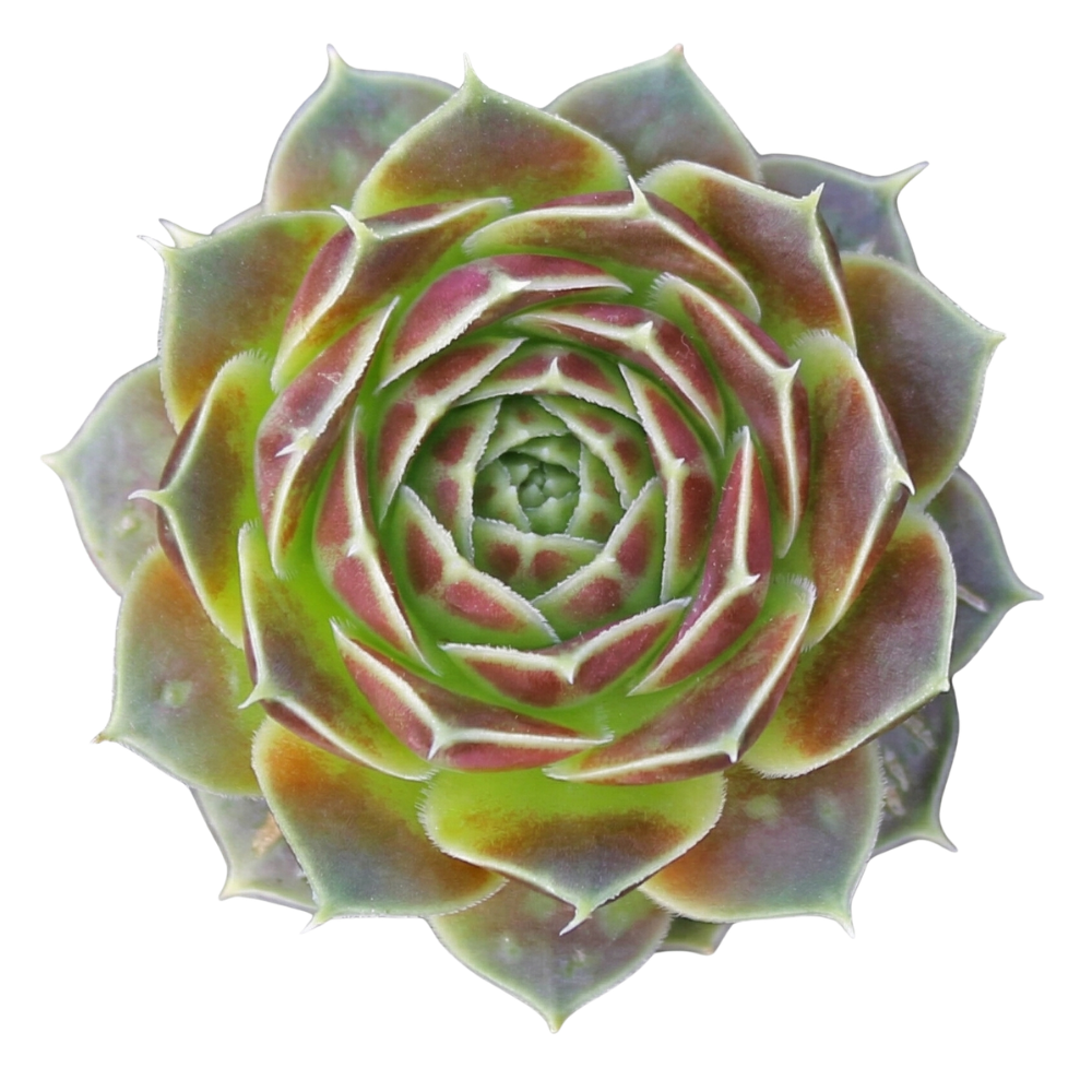 Sempervivum heuffelii 'Giuseppi Spiny' on a white background, green succulents, indoor succulents, succulent care guide, buy succulents online