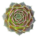 Sempervivum heuffelii 'Giuseppi Spiny' in a plastic pot, green succulents, indoor succulents, succulent care guide, buy succulents online