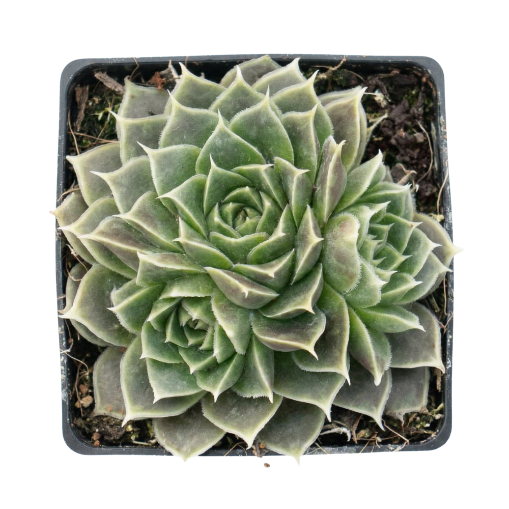 Sempervivum heuffelii 'Giuseppi Spiny', green succulents, indoor succulents, succulent care guide, buy succulents online