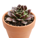 Sempervivum heuffelii 'Irene' on a white background, green succulents, indoor succulents, succulent care guide, buy succulents online