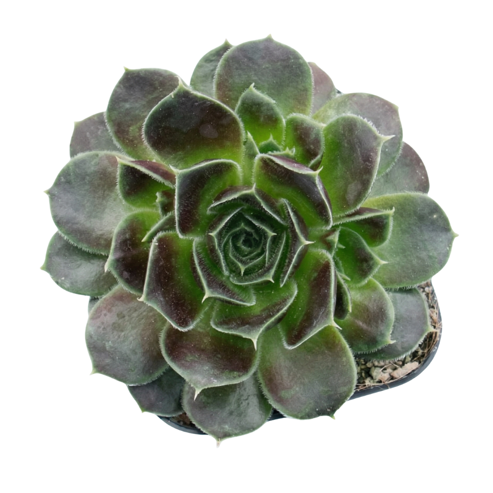 Sempervivum heuffelii 'Irene' on a white background, green succulents, indoor succulents, succulent care guide, buy succulents online