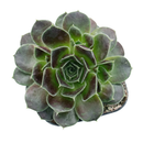 Sempervivum heuffelii 'Irene' on a white background, green succulents, indoor succulents, succulent care guide, buy succulents online