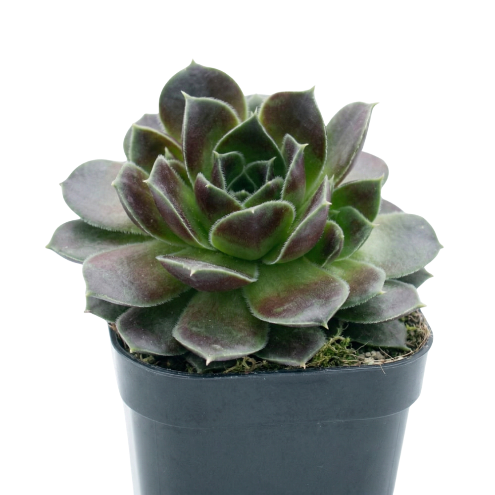 Sempervivum heuffelii 'Irene' in a plastic pot, green succulents, indoor succulents, succulent care guide, buy succulents online