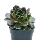 Sempervivum heuffelii 'Irene' on a white background, green succulents, indoor succulents, succulent care guide, buy succulents online