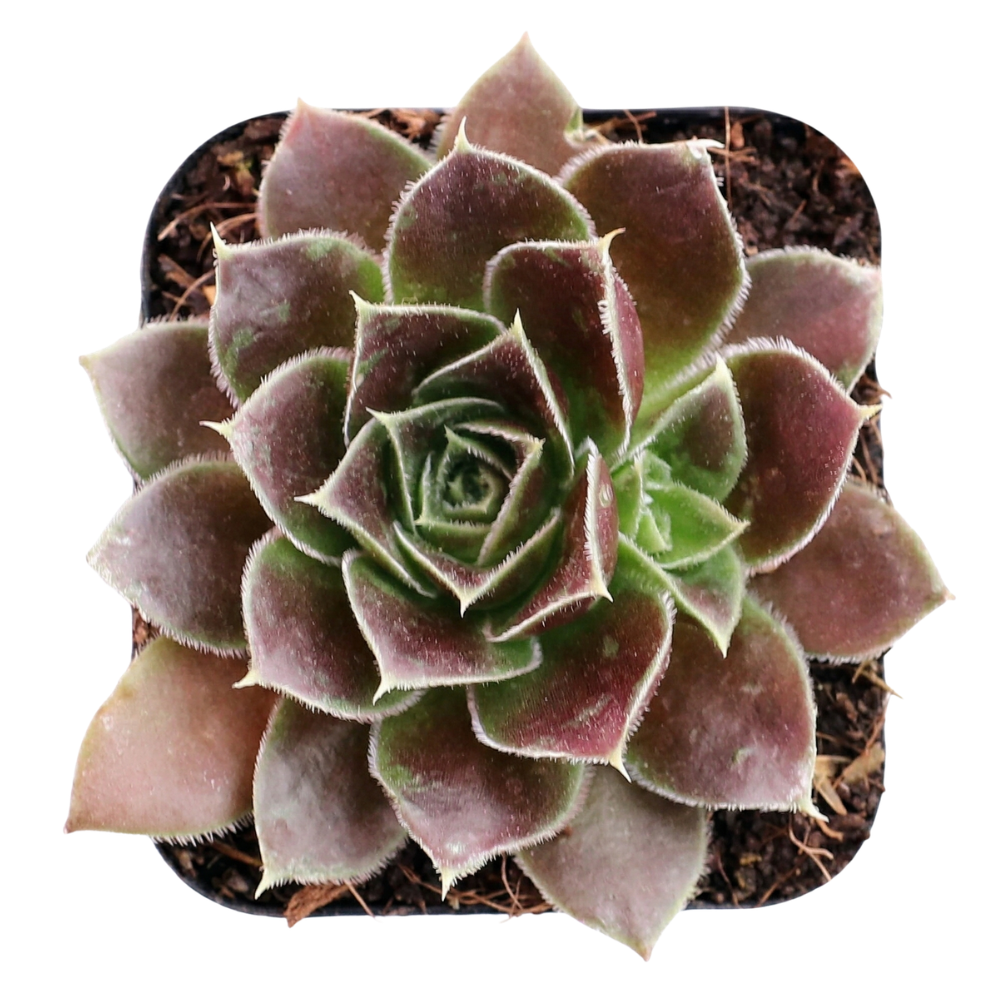 Sempervivum heuffelii 'Irene', green succulents, indoor succulents, succulent care guide, buy succulents online