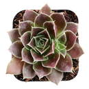 Sempervivum heuffelii 'Irene' on a white background, green succulents, indoor succulents, succulent care guide, buy succulents online