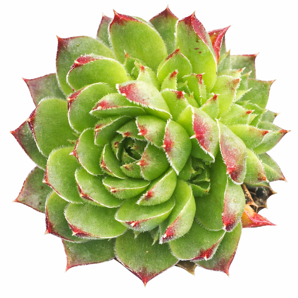 Sempervivum heuffelii 'Kapo' succulent for sale online, green succulent, succulent gift ideas