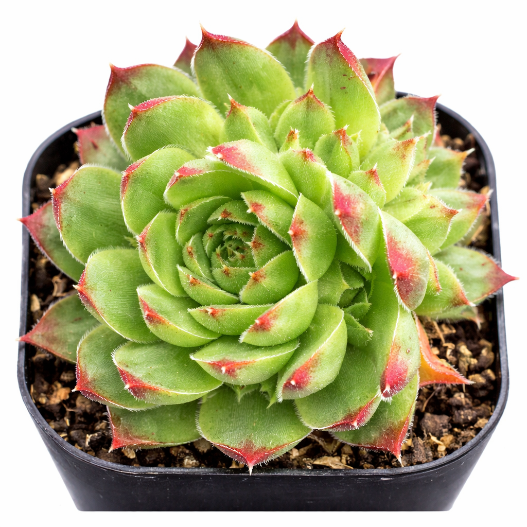 Sempervivum heuffelii 'Kapo' in California, How to grow Sempervivum heuffelii 'Kapo', rare succulents, rare succulents for sale, unique succulents