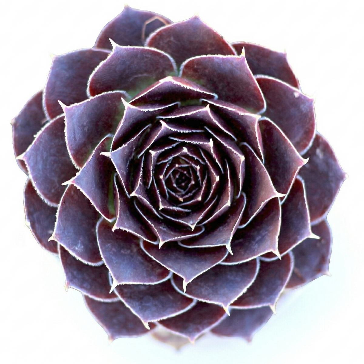 2in Sempervivum heuffelii 'Milady' on a white background, green succulents, indoor succulents, succulent care guide, buy succulents online