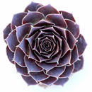 Sempervivum heuffelii 'Milady' in a clay pot, green succulents, indoor succulents, succulent care guide, buy succulents online