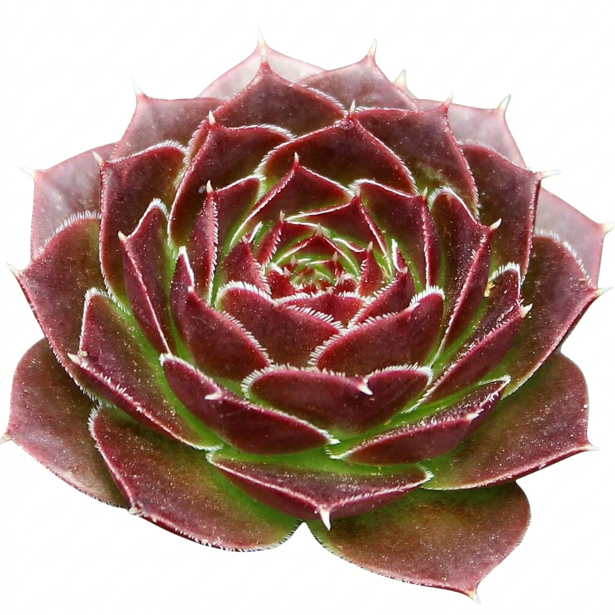 Close-up of a sempervivum heuffelii 'Milady', green succulents, indoor succulents, succulent care guide, buy succulents online