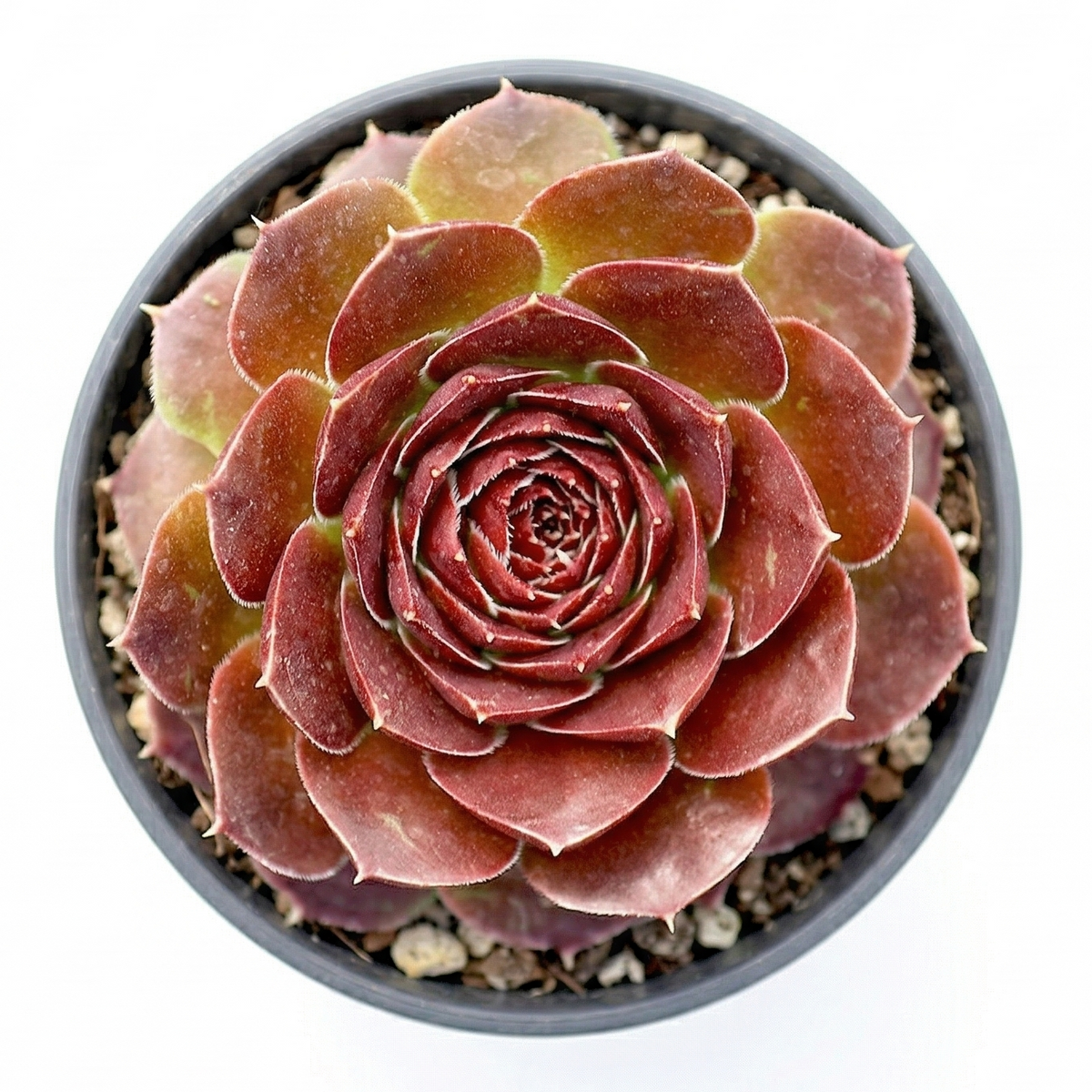 Sempervivum heuffelii 'Milady' in a plastic pot, green succulents, indoor succulents, succulent care guide, buy succulents online