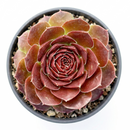 Sempervivum heuffelii 'Milady' in a clay pot, green succulents, indoor succulents, succulent care guide, buy succulents online