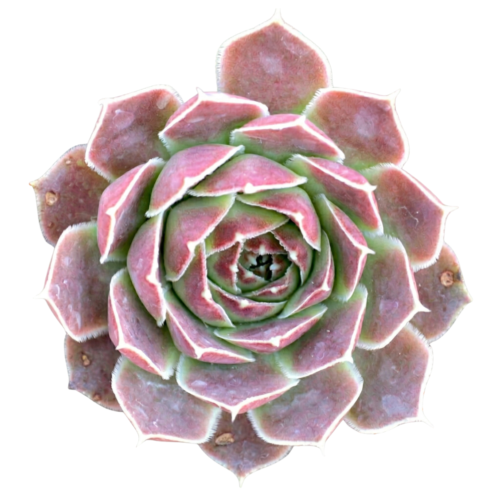 Close-up of Sempervivum heuffelii 'Pink Skies', indoor succulents, succulent care guide, buy succulents onlinebackground