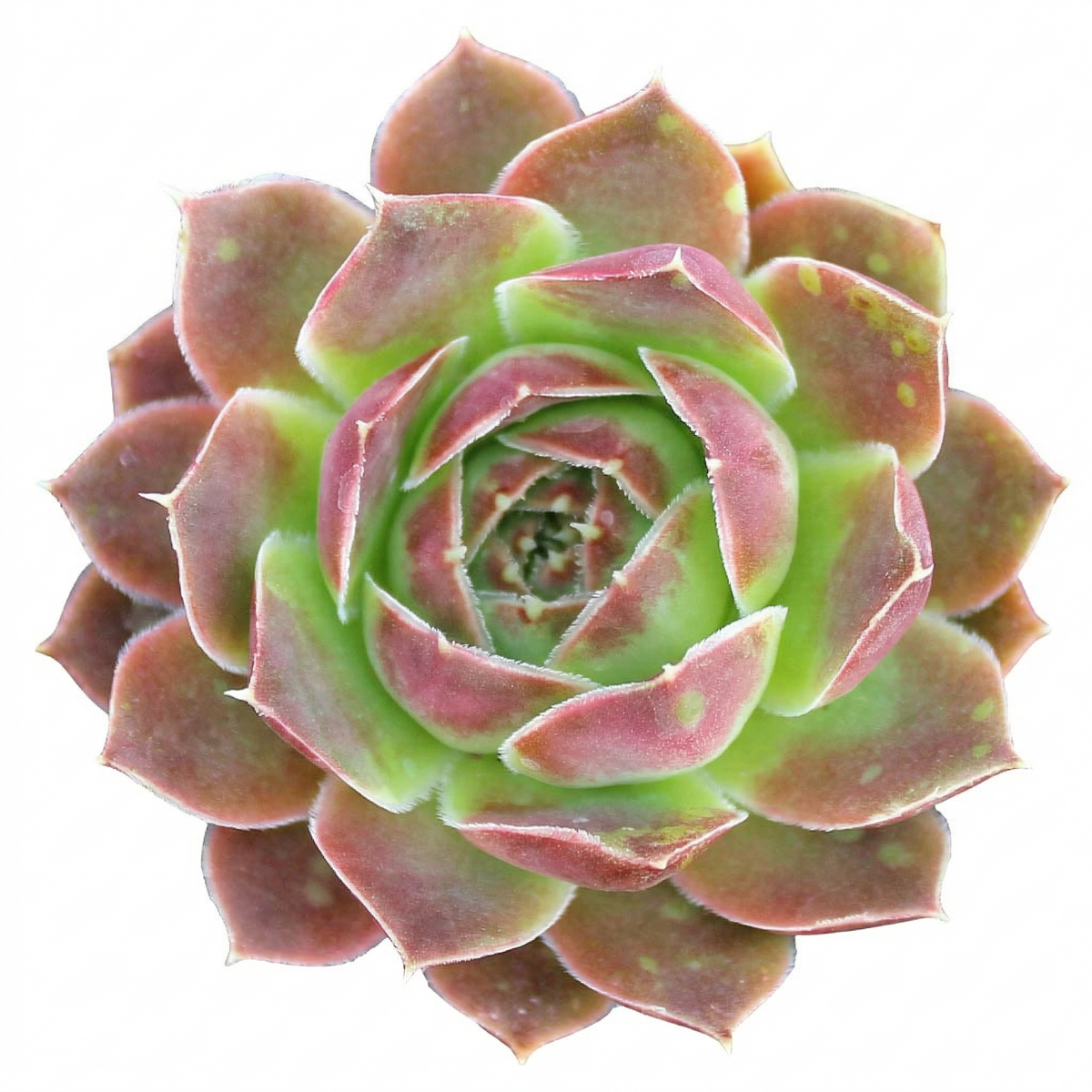 Sempervivum heuffelii 'Pink Skies', indoor succulents, succulent care guide, buy succulents onlinebackground