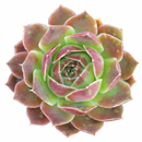 Sempervivum heuffelii 'Pink Skies' in a plastic pot, indoor succulents, succulent care guide, buy succulents onlinebackground