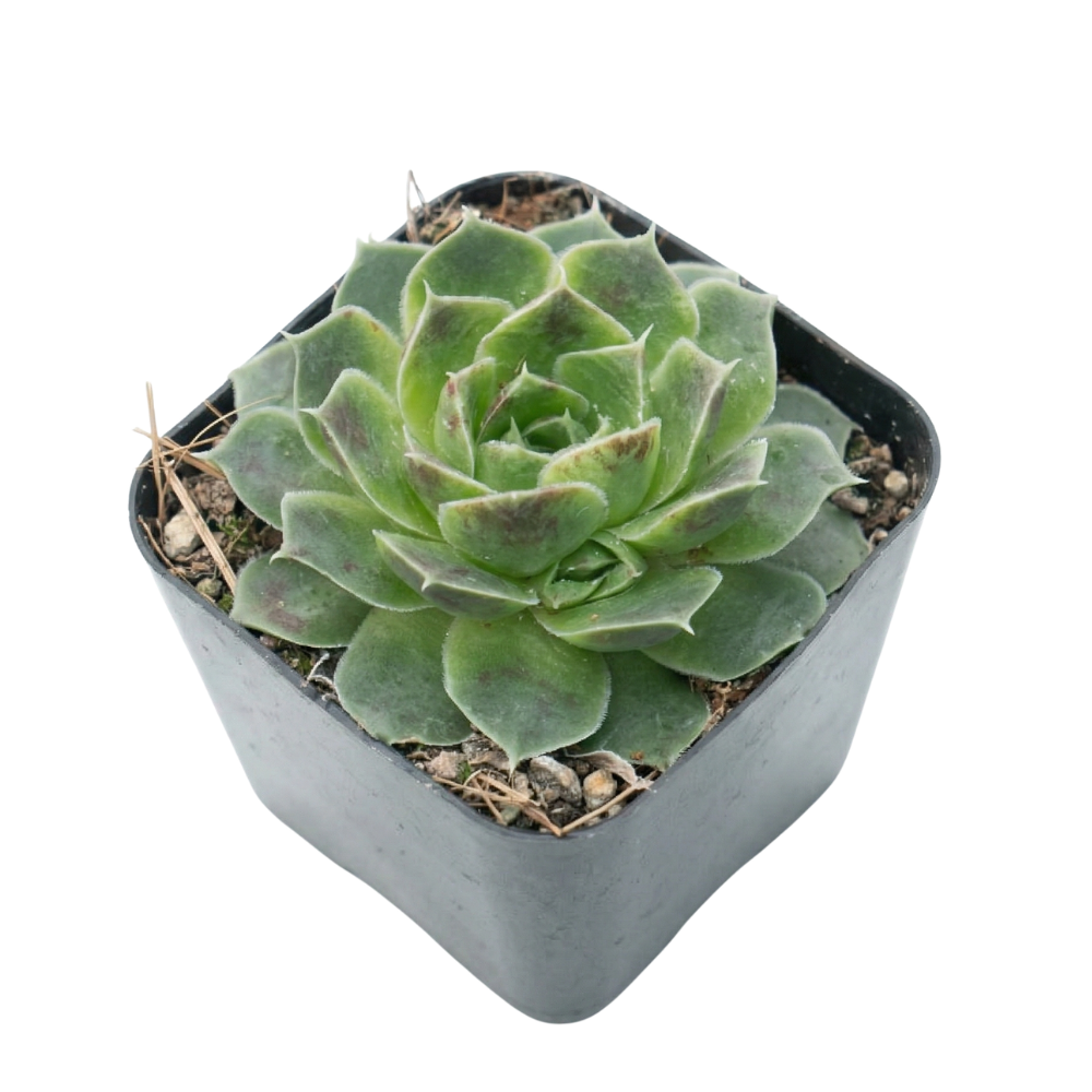 Potted Sempervivum heuffelii 'Pink Skies', indoor succulents, succulent care guide, buy succulents online